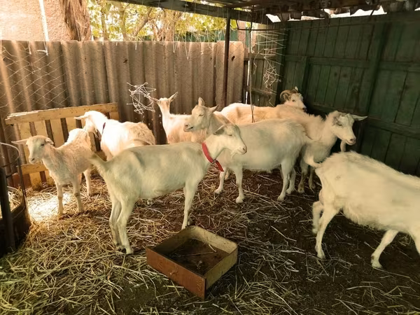 Buk, Saanen goat