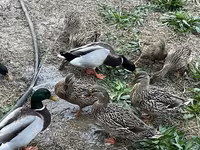 Ducks — zdjęcie 4