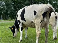母牛, Holstein breed — 照片 1