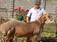 Beran, Arashan sheep — foto 6
