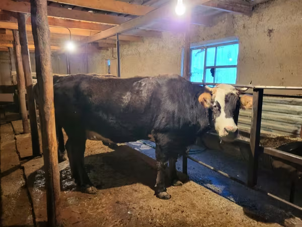 Үнээ, Latvian Blue cattle