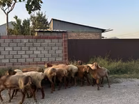 Ovce, Edilbay sheep — foto 4