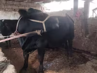 گاو نر, آبرادین-آنگوس — عکس 2