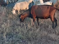 Kozioł, Italian Alpine goat — zdjęcie 5