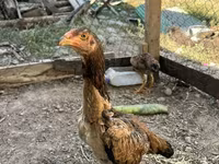Chickens — عکس 6