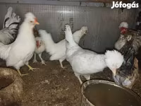 Chickens — عکس 5