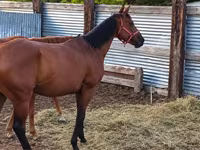 घोड़ी, Thoroughbred horse — फ़ोटो 5
