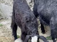 ፍየል, Goats — ፎቶ 5