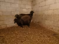 ፍየል, Alpine goat — ፎቶ 1