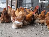 Pekin-Zwerg — Foto 1
