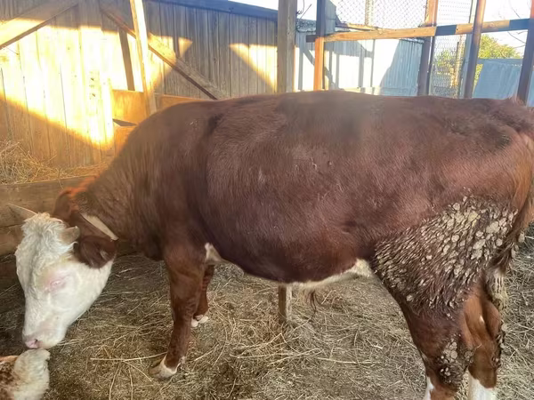 Bik, Simmental cattle