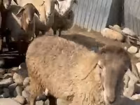 Schaf, Arashan sheep — Foto 4