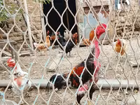 Chickens — 写真 1