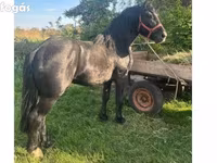 Hingst, Heste — foto 4