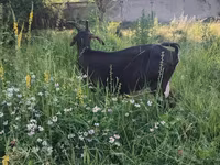 Goat, Nubian Goat — photo 5