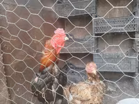 Chickens — fotografija 3