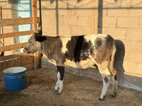 Mucca, Blu Belga — foto 2