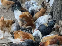 Chickens — 3 зураг