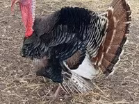 Turkeys — 2-rasm