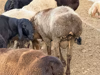 Baran, Rhon sheep — zdjęcie 3