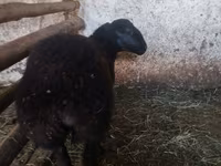 Sheep, Sheep — photo 6