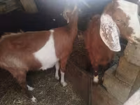 Goat, Goats — photo 1