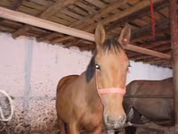 Aygır, Manipuri pony — foto 5