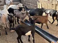 ፍየል, Saanen goat — ፎቶ 3