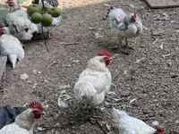 Chickens — ፎቶ 4