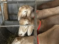 Får, Arashan sheep — foto 5