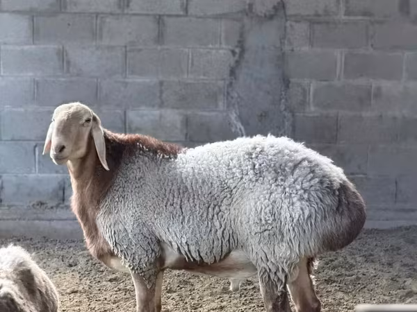 قوچ, Arashan sheep