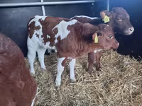 황소, Simmental cattle — 사진 3