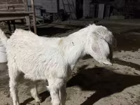 Ri’ dhaddig, Nubian Goat — sawirka 1