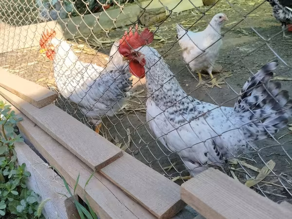 Australorp