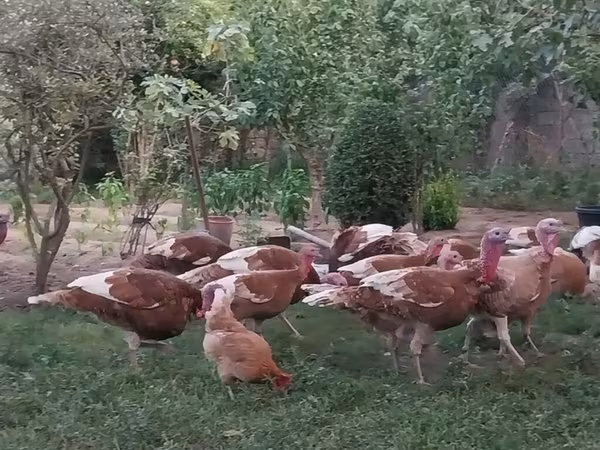 قرمز بوربون