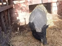 Babi hutan, Вьетнамская вислобрюхая — foto 1