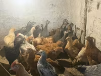 Guinea fowl — 5-сурет