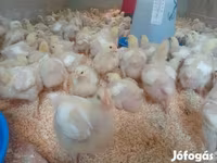 Chickens — foto 2