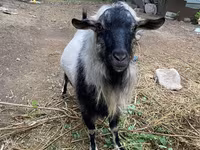 Billy Goat, Goats — photo 4