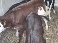 گاو ماده, Simmental cattle — عکس 1