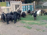 Ged, Alpine goat — foto 4