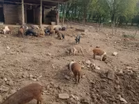 Doofaar lab, Pigs — sawirka 1