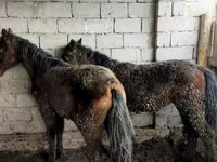Kuda jantan, Horses — foto 4