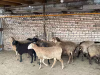 Kambing jantan, Sheep — foto 3