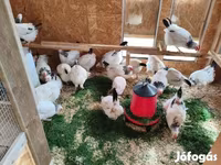 ساسکس — عکس 3