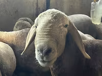 Beran, Arashan sheep — foto 5