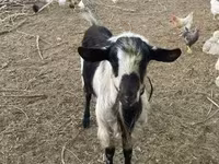 Cabro, Cabras — foto 2