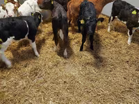 የከብት እንስሳት (ቡድን፣ ጾታ አልተጠቀሰም), Cattle — ፎቶ 4