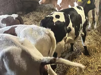 Dibi, Simmental cattle — sawirka 6