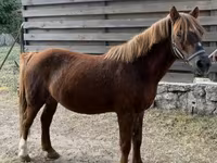 Kůň, Koně — foto 2